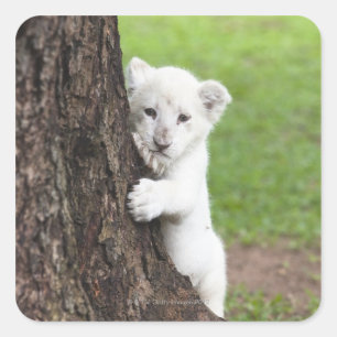 White lion cub hiding behind a tree. square sticker