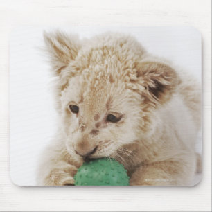 White lion cub (Panthera leo krugeri) playing Mouse Mat