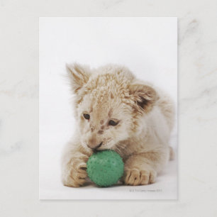 White lion cub (Panthera leo krugeri) playing Postcard