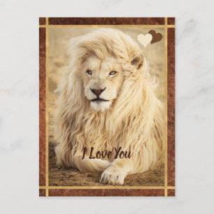 White Lion Photo I Love You Postcard