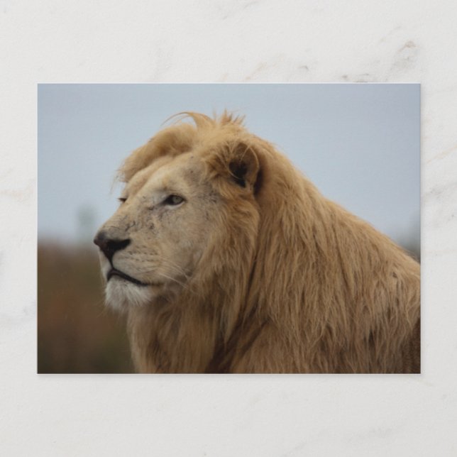 White Lion - Postcard (Front)