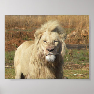 white lion poster
