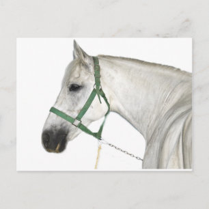 White Lipizzaner Horse Postcard