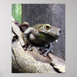 White lipped tree frog poster