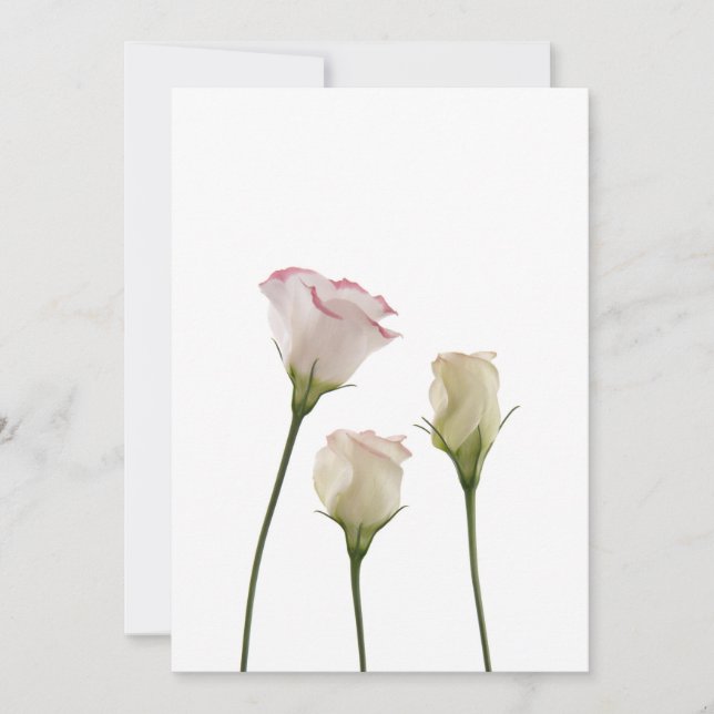 white lisianthus flowers, trio (Front)