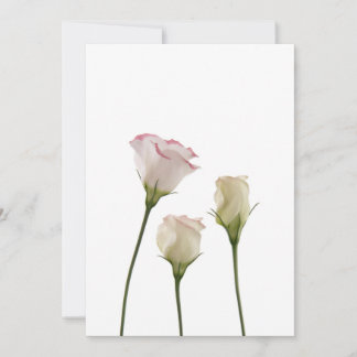 white lisianthus flowers, trio