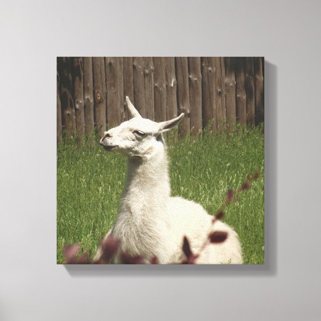 White Llama Canvas Print (Front)