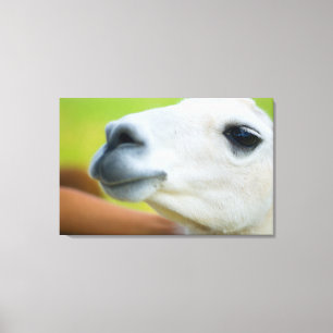 White Llama Canvas Print