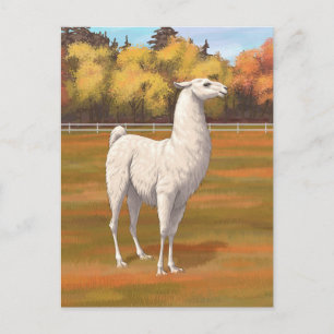 White Llama in Autumn Farm Pasture Postcard