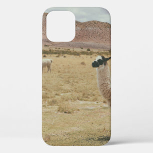 WHITE LLAMA ON BROWN GRASS iPhone 12 CASE