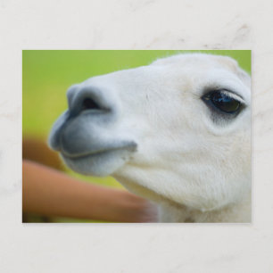 White Llama Postcard