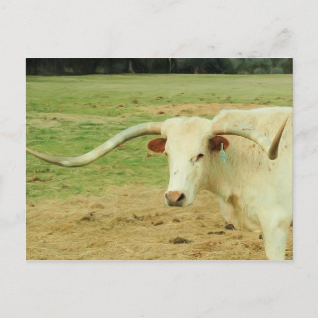 White Longhorn Postcard (Front)