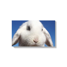 White Lop