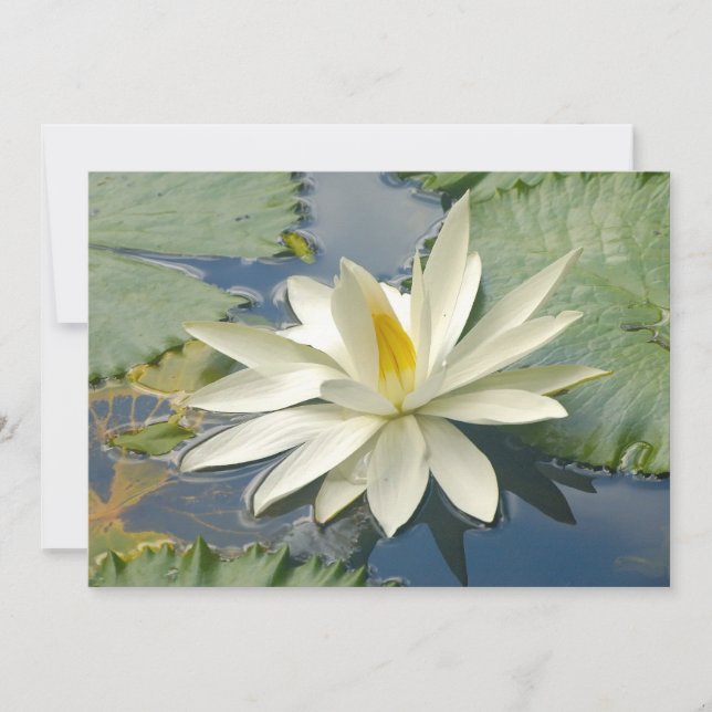 White lotus (Front)