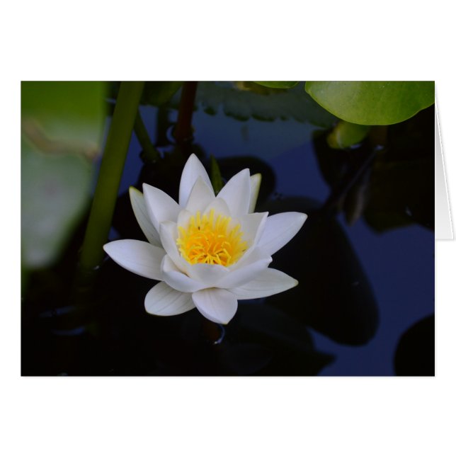 White Lotus Blank Card (Front Horizontal)