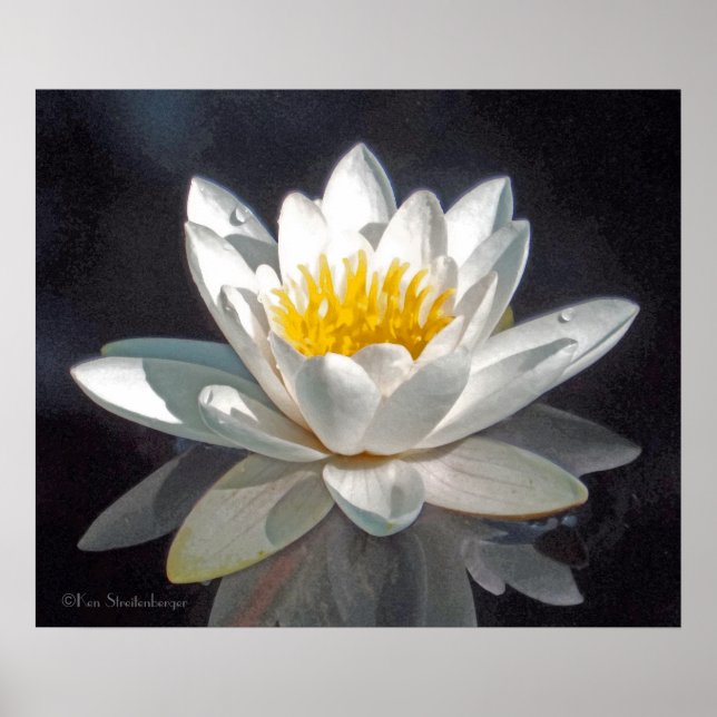 WHITE LOTUS BLOSSOM AND REFLECTION POSTER (Front)