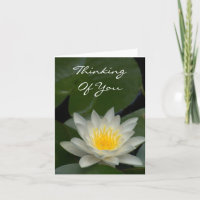 WHITE LOTUS BLOSSOM