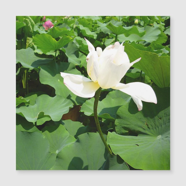 White Lotus Flower (Front)