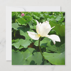 White Lotus Flower Card