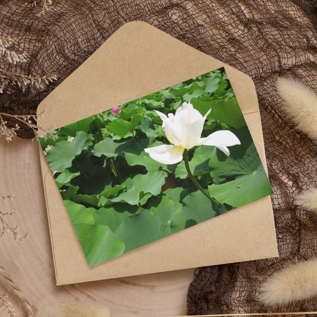 White Lotus Flower Postcard (Creator Uploaded)