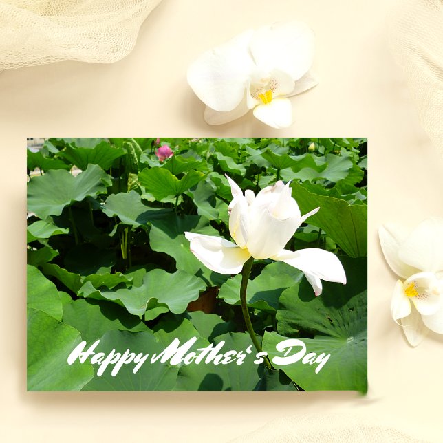 White Lotus Flower Postcard (Creator Uploaded)