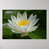 White Lotus Flower
