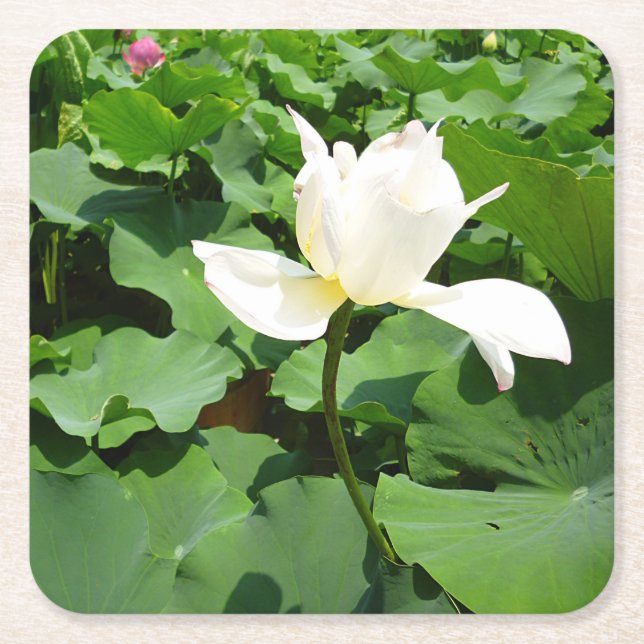 White Lotus Flower Square Paper Coaster (Front)