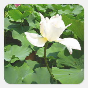 White Lotus Flower Square Sticker