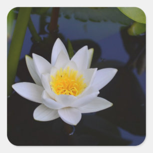 White Lotus Flower Stickers
