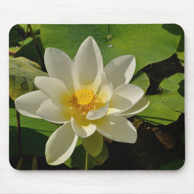 White Lotus flowers in a pond Mouse Mat (Front)