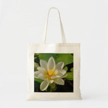 White Lotus flowers in a pond