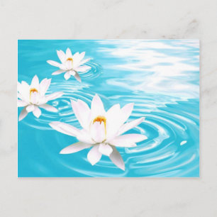 White Lotus plants floating on turquoise water zen Postcard
