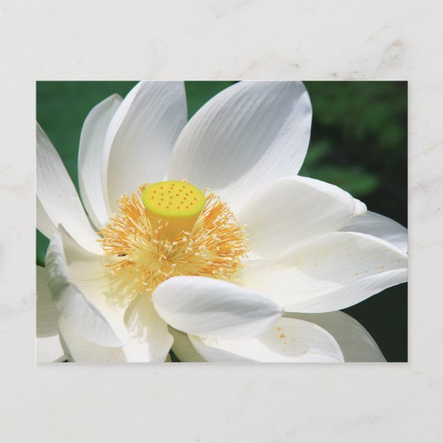 White Lotus Postcard (Front)