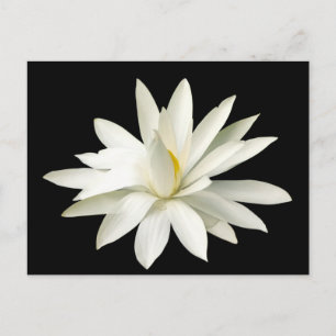 White lotus postcard