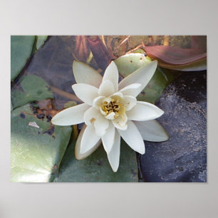 WHITE LOTUS POSTER