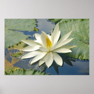 White lotus poster