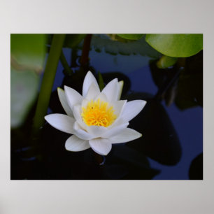 White Lotus Poster