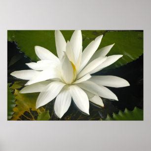 White lotus poster
