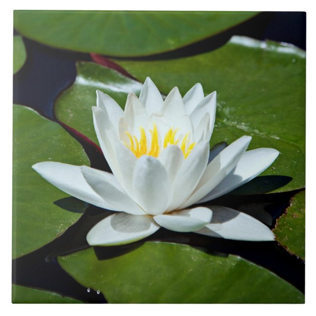 White Lotus Water-lily Ceramic Tile Trivet (Front)