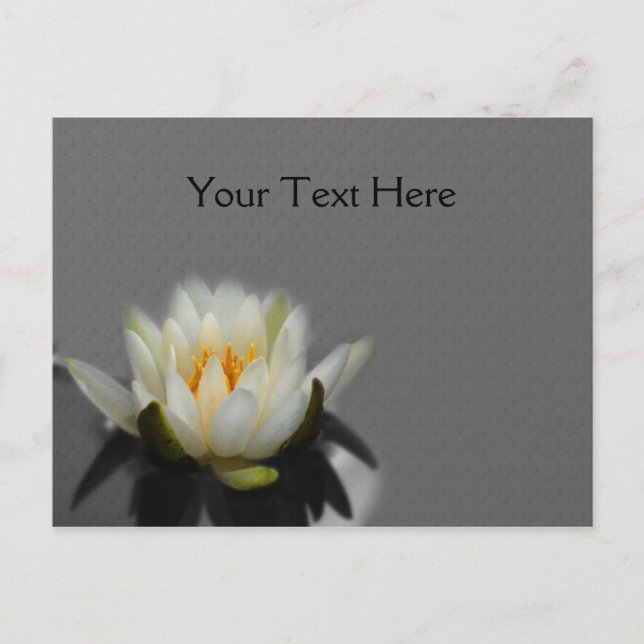 White Lotus Water Lily Flower Nature Postcard (Front)
