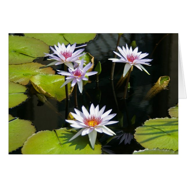 White Lotus Waterlilies Card (Front Horizontal)
