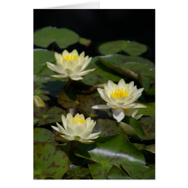 White Lotus Waterlilies Card (Front)