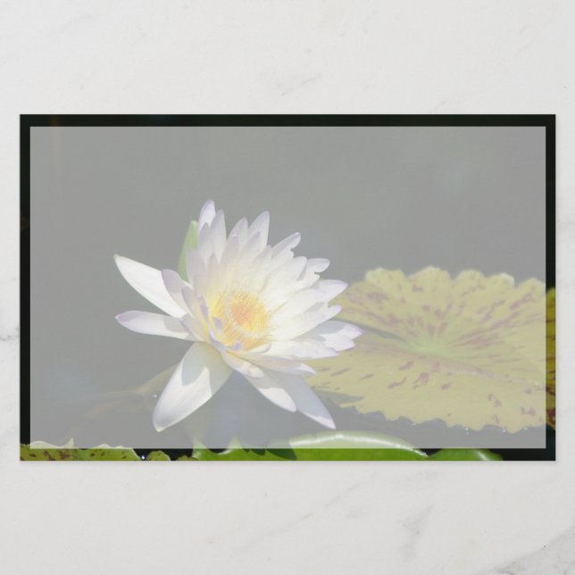 White Lotus Waterlily Flower (Front)