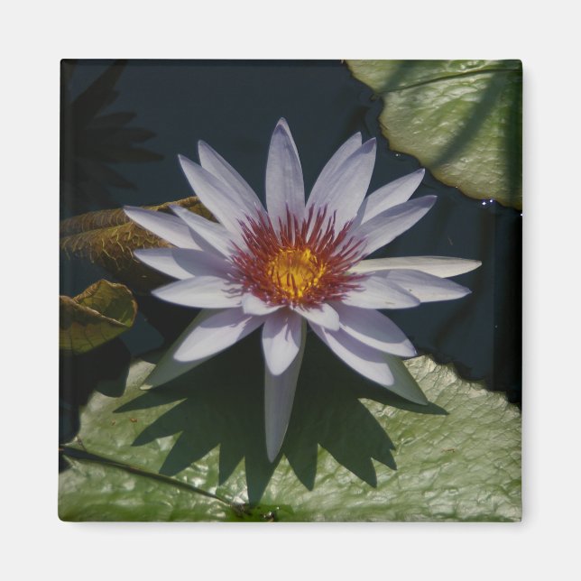 White Lotus Waterlily magnet (Front)