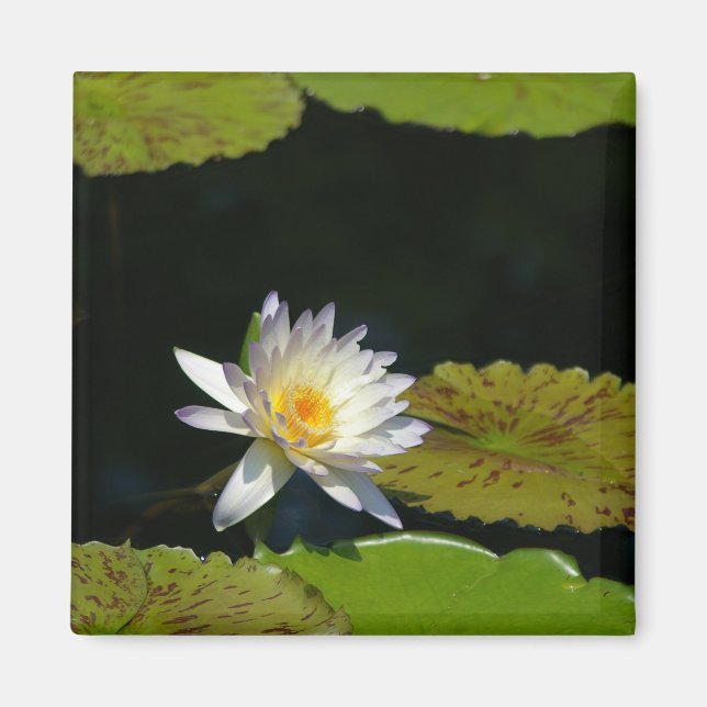 White Lotus Waterlily magnet (Front)