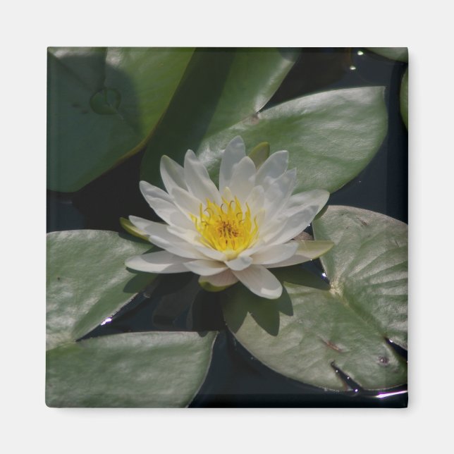 White Lotus Waterlily magnet (Front)