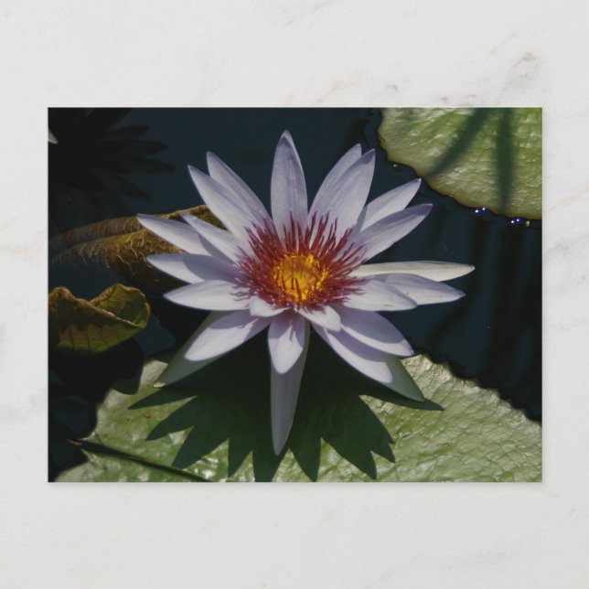 White Lotus Waterlily Postcard (Front)