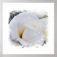 *~* White Macro Rose Floral Artistic AR8 Print