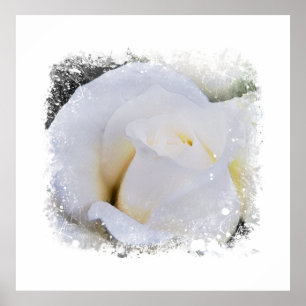 *~* White Macro Rose Floral Artistic AR8  Print