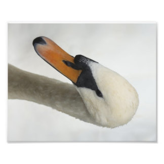 White Macro Swan Photo Print